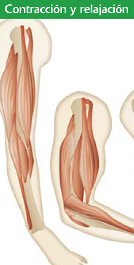 Contracción y relajación