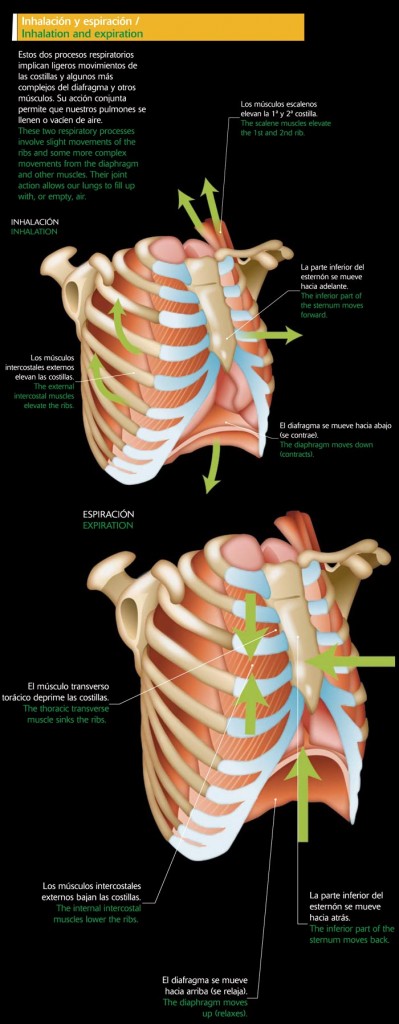 Sistema respiratorio: Inhalación y espiración