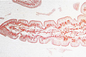 Small intestine: decomposition and absorption