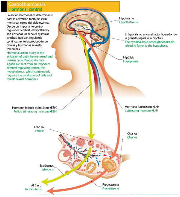 Control hormonal