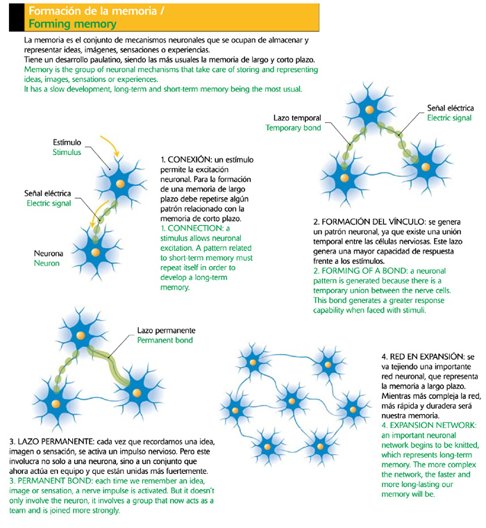 Formación de la memoria