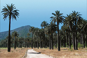 Region of the Libertador General Bernardo OHiggins, typically huaso