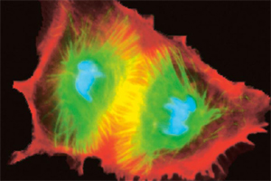 Mitosis and meiosis