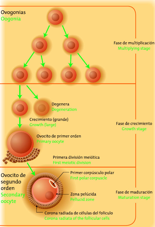 External reproductive organs