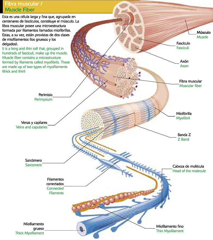 Fibra muscular