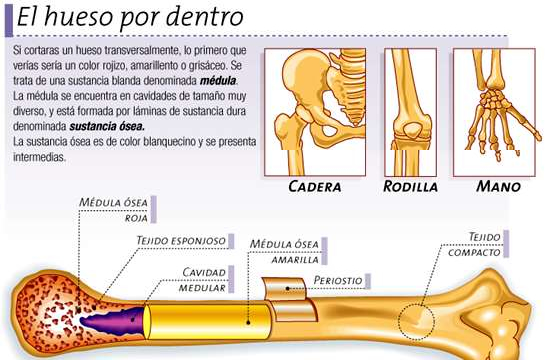 Huesos. Columna vertebral, Juan Clemente