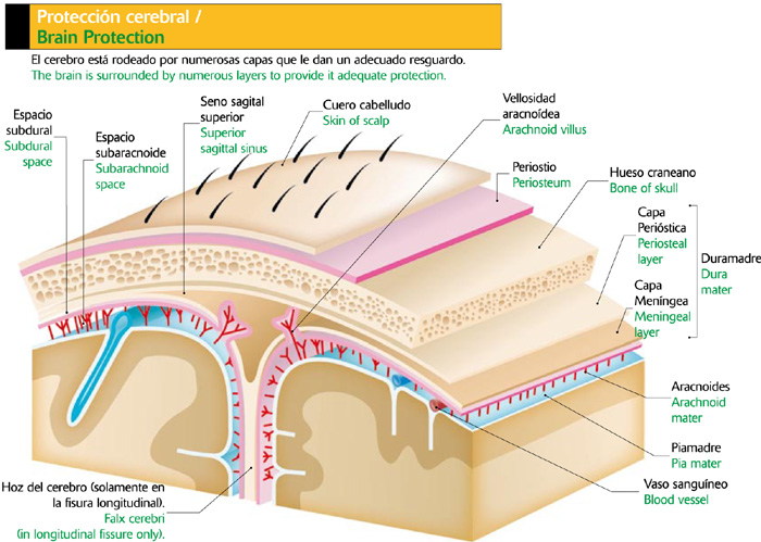 Protección cerebral