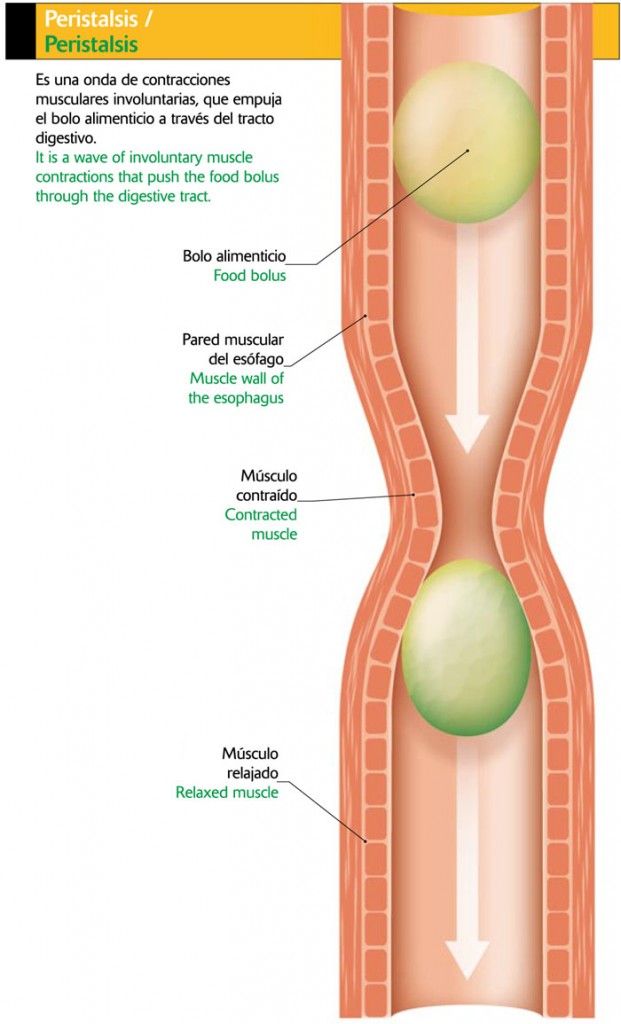 Peristalsis