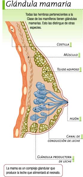 Glándula mamaria