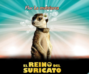 El Reino del Suricato regresa a Animal Planet