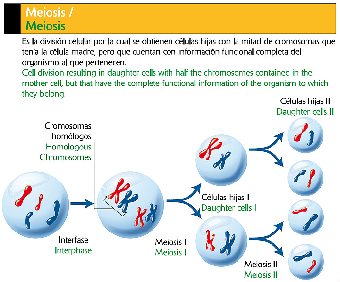 Meiosis