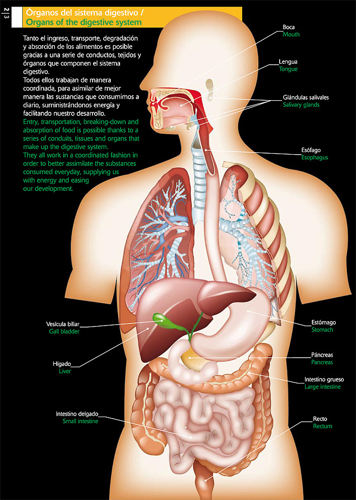 Órganos del sistema digestivo