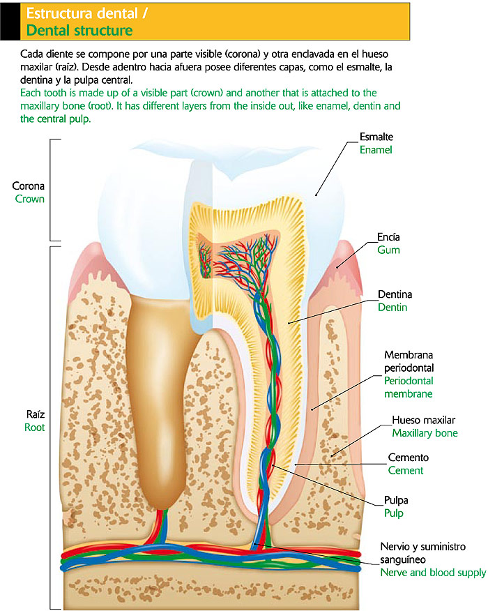 Estructura dental