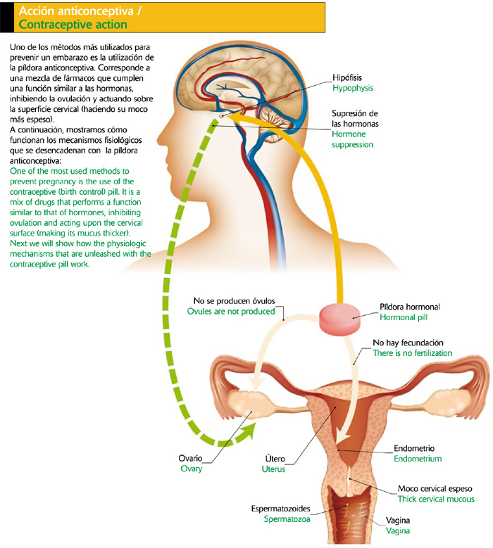 Acción anticonceptiva