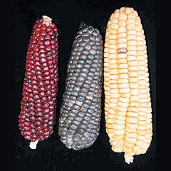 El maíz: Su historia y sus usos - Icarito